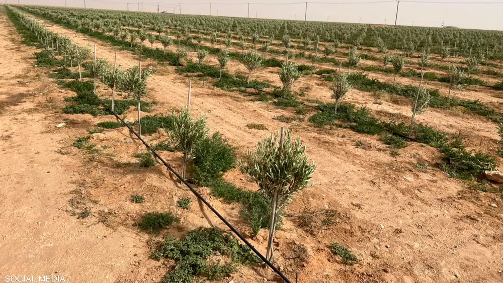 زراعة الزيتون في تونس
