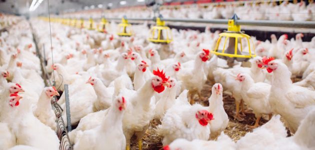 زيادة وزن الدجاج اللاحم