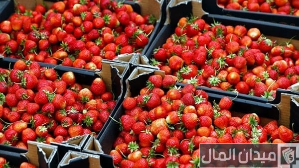 عناوين وأرقام شركات تصدير الخضروات والفاكهة في مصر