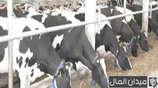 شروط قرض تربية المواشي