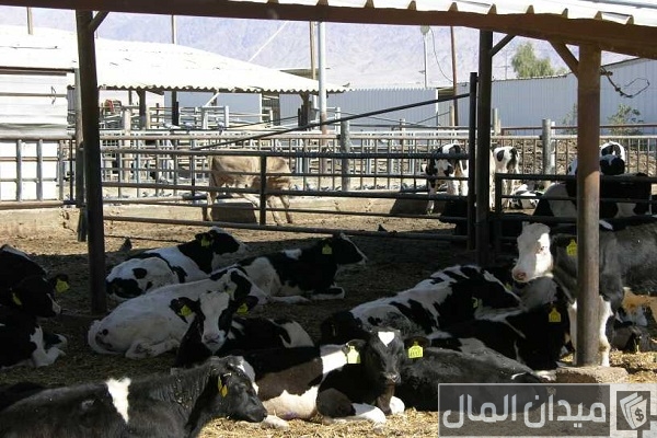 شروط قرض تربية المواشي البنك الأهلي المصري