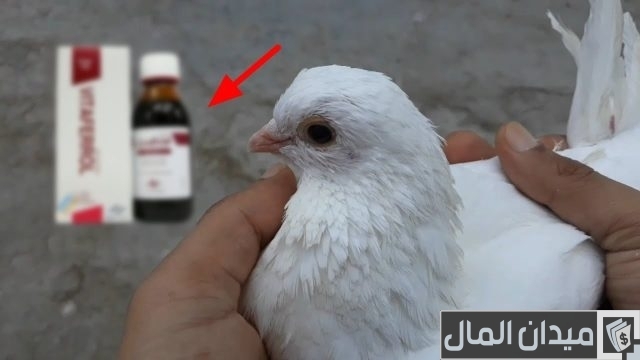 علاج أمراض الحمام بالأدوية البشرية