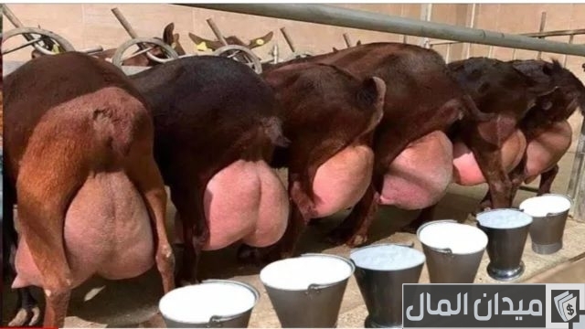 كم تنتج الماعز من الحليب في اليوم كم تنتج الماعز من الحليب في اليوم