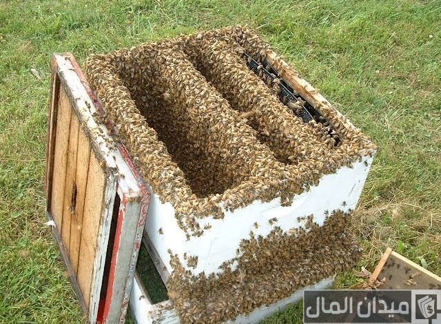 كم تنتج خلية النحل من العسل في السنة