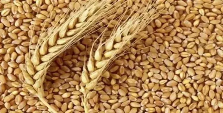 كم طن تستورد مصر من القمح سنويا