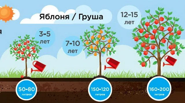 كم لتر ماء تحتاج الشجرة للسقاية كم لتر ماء تحتاج الشجرة للسقاية