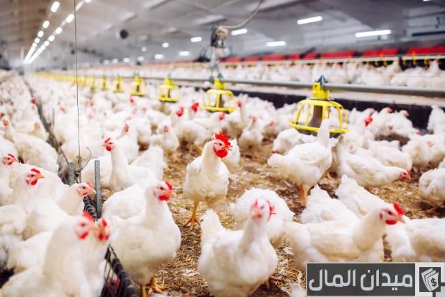 كيفية انشاء مزرعة دواجن تسمين