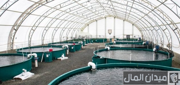 دليل تربية الأسماك في المزارع الصغيرة 2025: خطوات البدء وتحقيق أرباح مستمرة