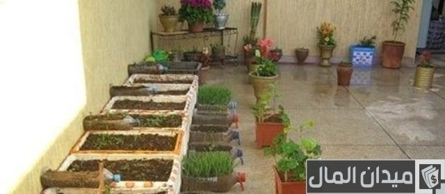 كيفية زراعة أسطح المنازل 