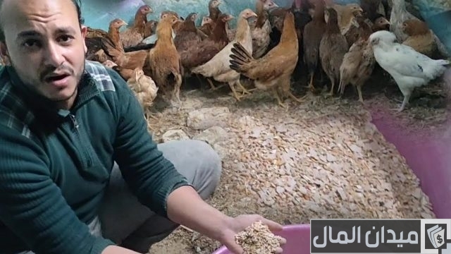 كيفية وطريقة تسمين الدجاج بسرعة