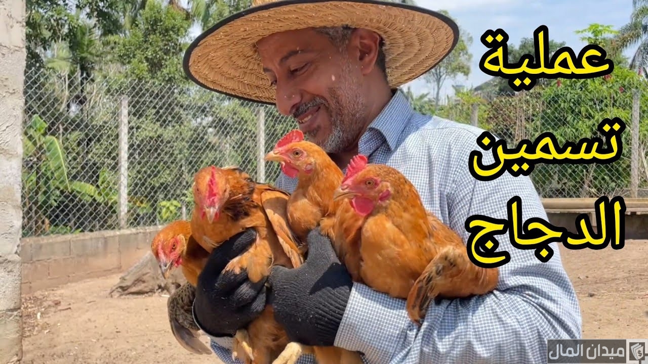 خطوات ونصائح تسمين الدجاج بسرعة لبيعها وتحقيق الربح منها
