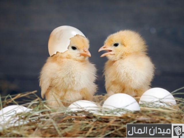 مدة تفقيس بيض الدجاج البلدي مدة تفقيس بيض الدجاج البلدي
