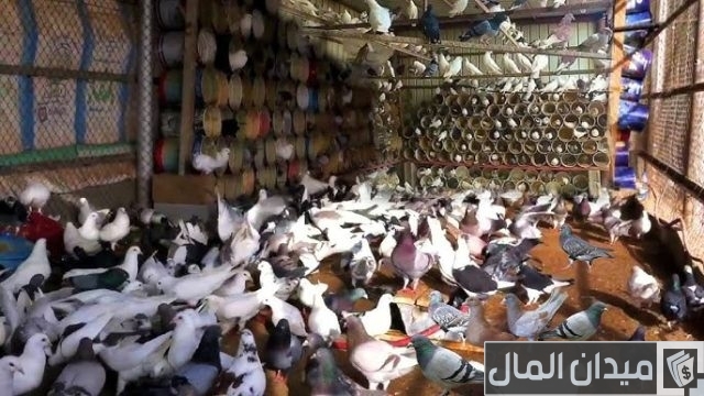 مزارع الحمام البلدى