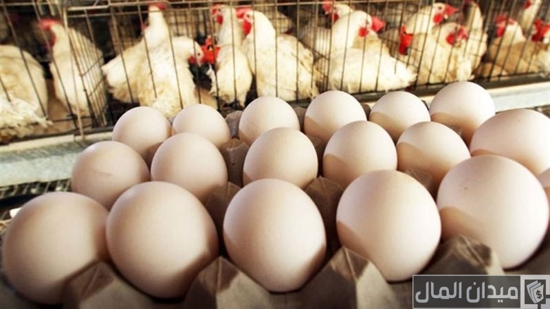 دراسة جدوى مشروع الفراخ البياضة وأرباحه الشهرية