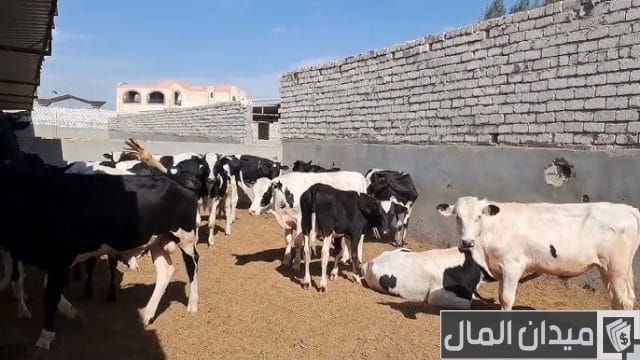 مشروع تربية الأبقار في مصر مشروع تربية الأبقار في مصر