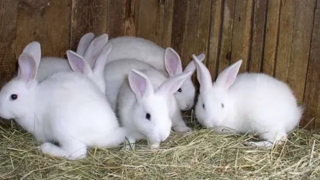 مشروع تربية الأرانب في المنزل مشروع تربية الأرانب في المنزل