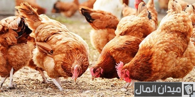 مشروع تربية الدواجن 