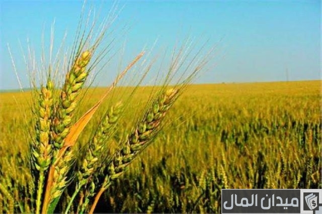 مشروع زراعة القمح 