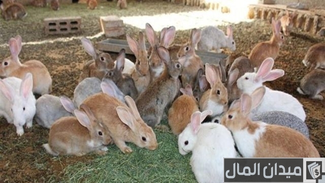 مشروع صناعة بطاريات أرانب مشروع صناعة بطاريات أرانب