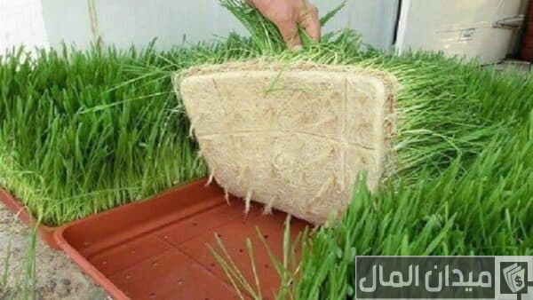 دراسة جدوى مشروع صناعة غرف الشعير المستنبت وأرباحه الشهرية