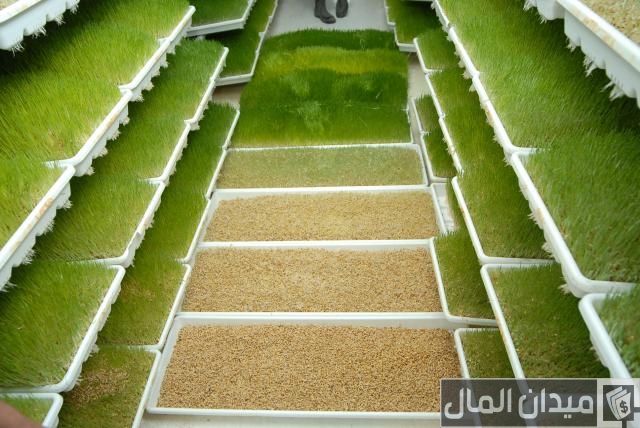 مشروع صناعة غرف الشعير المستنبت مشروع صناعة غرف الشعير المستنبت