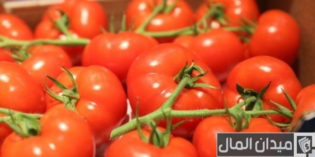 موعد زراعة الطماطم في السعودية