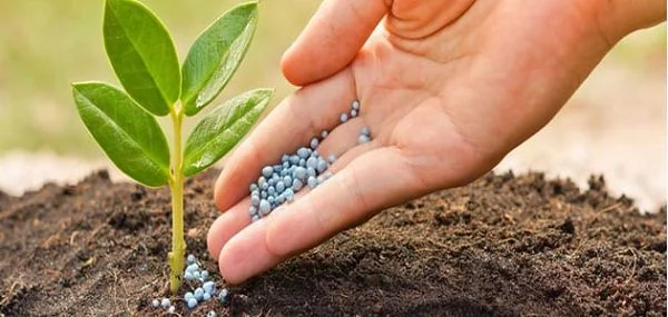 نوع سماد كيماوي للأشجار