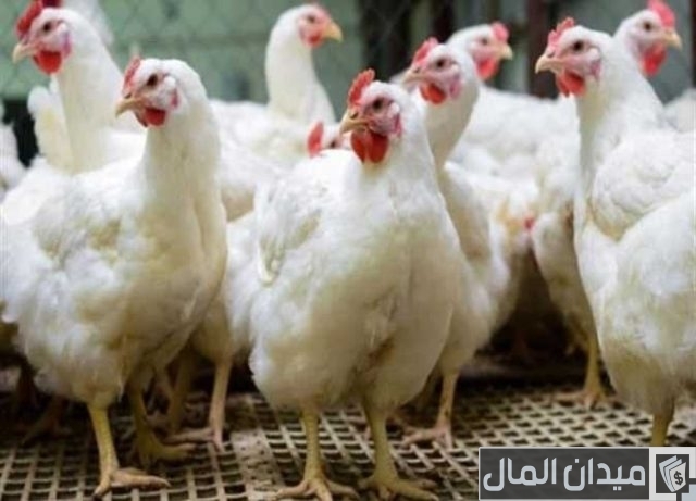 وقت تغيير العلف للفراخ البيضاء 