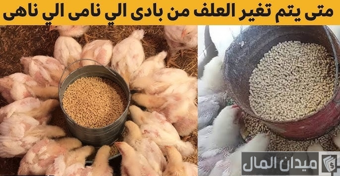 ما هو أفضل وقت تغيير العلف للفراخ البيضاء