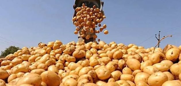 البطاطس المصرية تحقق نجاحات جديدة في الأسواق الأوروبية بفضل تشريع يعزز الصادرات البطاطس المصرية تحقق نجاحات جديدة في الأسواق الأوروبية بفضل تشريع يعزز الصادرات